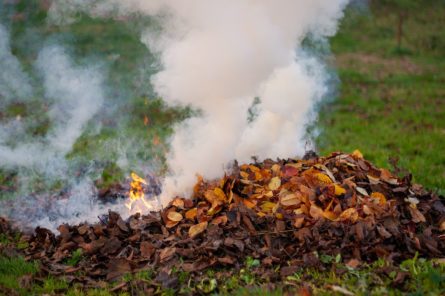 A closeup of burning dry leaves on the ground